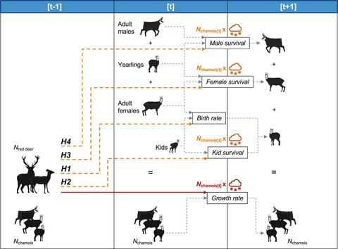 Disentangling demographic effects of red deer on chamois population dynamics