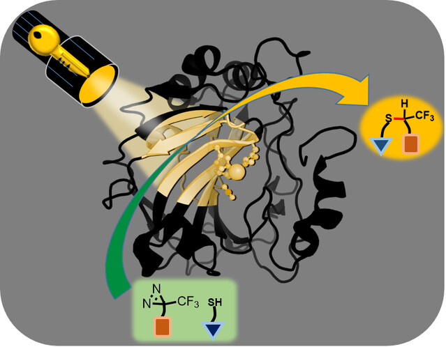 Light-Induced Unlocking Reactivity of Fragments for Fast Target-Guided Synthesis of Carbonic Anhydrase Inhibitors