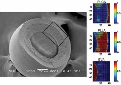 Formation and Degradation of Biodegradable Triple-Layered Microparticles