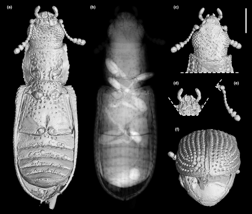 Details are in the caption following the image Details are in the caption following the image