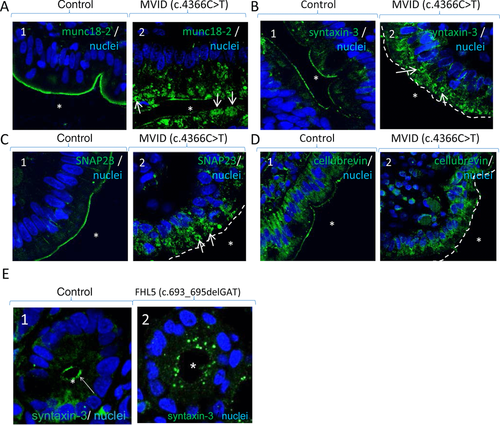 Details are in the caption following the image Details are in the caption following the image