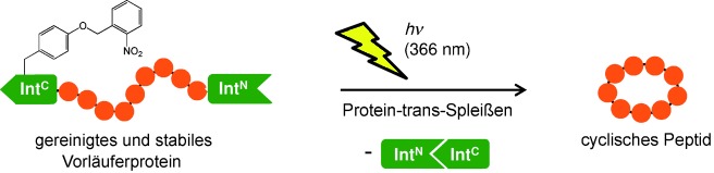 Generation of a Genetically Encoded, Photoactivatable Intein for the Controlled Production of Cyclic Peptides