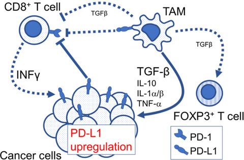 Infiltration of tumor-associated macrophages is involved in tumor programmed death-ligand 1 expression in early lung adenocarcinoma