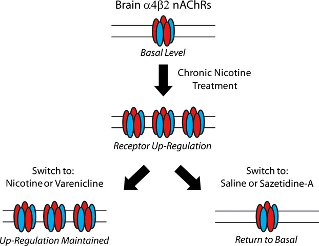 Chronic sazetidine-A maintains anxiolytic effects and slower weight gain following chronic nicotine without maintaining increased density of nicotinic receptors in rodent brain