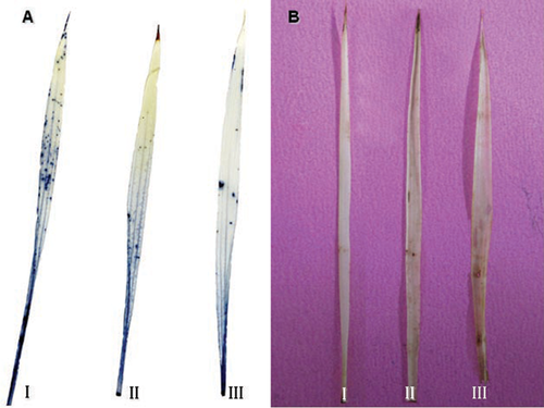 Details are in the caption following the image