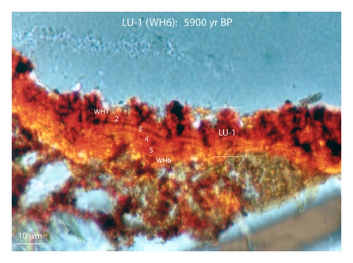 Details are in the caption following the image