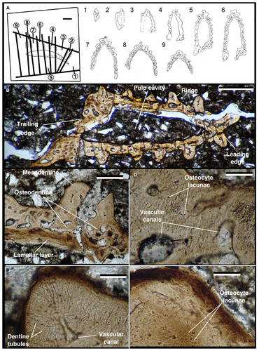 Details are in the caption following the image Details are in the caption following the image