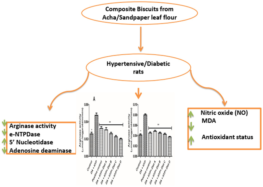 Composite biscuits from sandpaper and acha flour restore the altered activity of arginase, cholinergic, and purinergic enzymes in hypertensive-diabetic rats