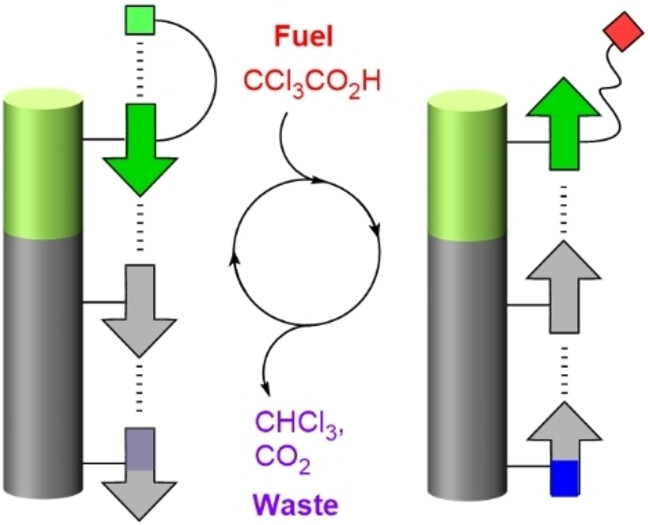 Chemically Fueled Communication Along a Scaffolded Nanoscale Array of Squaramides