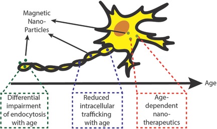 The Age of Cortical Neural Networks Affects Their Interactions with Magnetic Nanoparticles