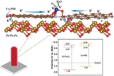 Roles of Cobalt-Coordinated Polymeric Perylene Diimide in Hematite Photoanodes for Improved Water Oxidation