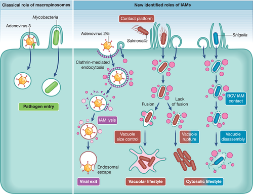 Details are in the caption following the image Details are in the caption following the image