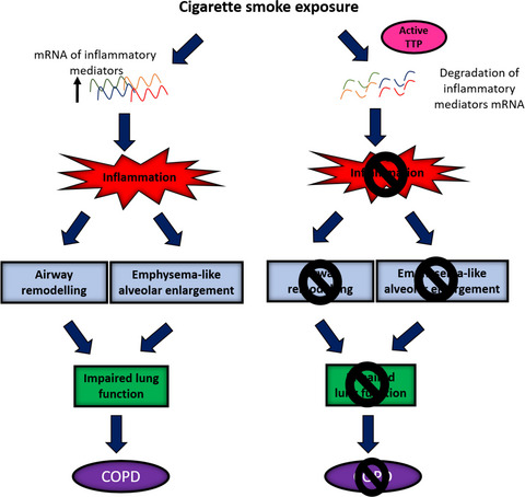 Enhancing tristetraprolin activity reduces the severity of cigarette smoke-induced experimental chronic obstructive pulmonary disease