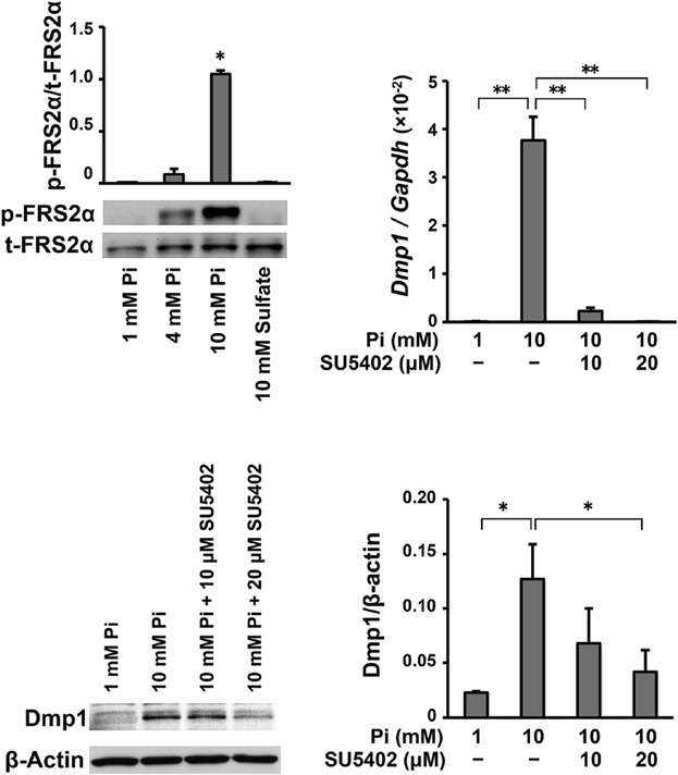 Extracellular Phosphate Induces the Expression of Dentin Matrix Protein 1 Through the FGF Receptor in Osteoblasts