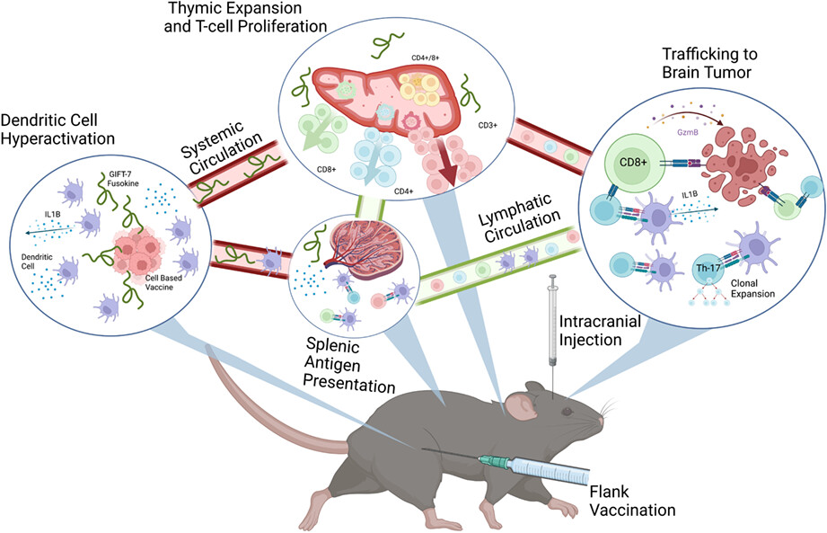 GM-CSF and IL-7 fusion cytokine engineered tumor vaccine generates long-term Th-17 memory cells and increases overall survival in aged syngeneic mouse models of glioblastoma
