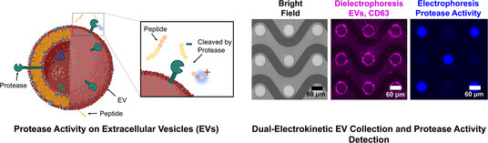 Utilizing Two Electrokinetic Techniques on a Single Device for Detection of Extracellular Vesicle-Associated Protease Activity