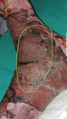 Details are in the caption following the image Details are in the caption following the image