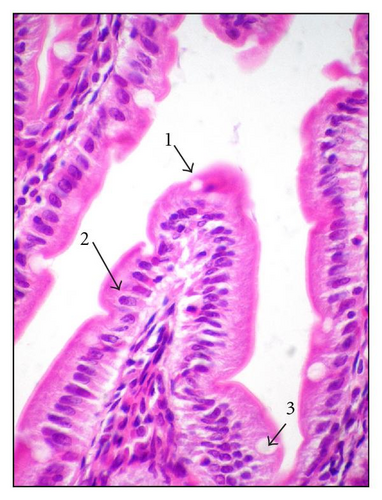 Details are in the caption following the image
