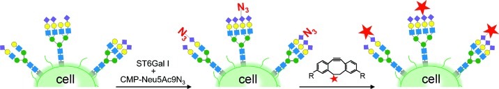 Selective Exo-Enzymatic Labeling of N-Glycans on the Surface of Living Cells by Recombinant ST6Gal I