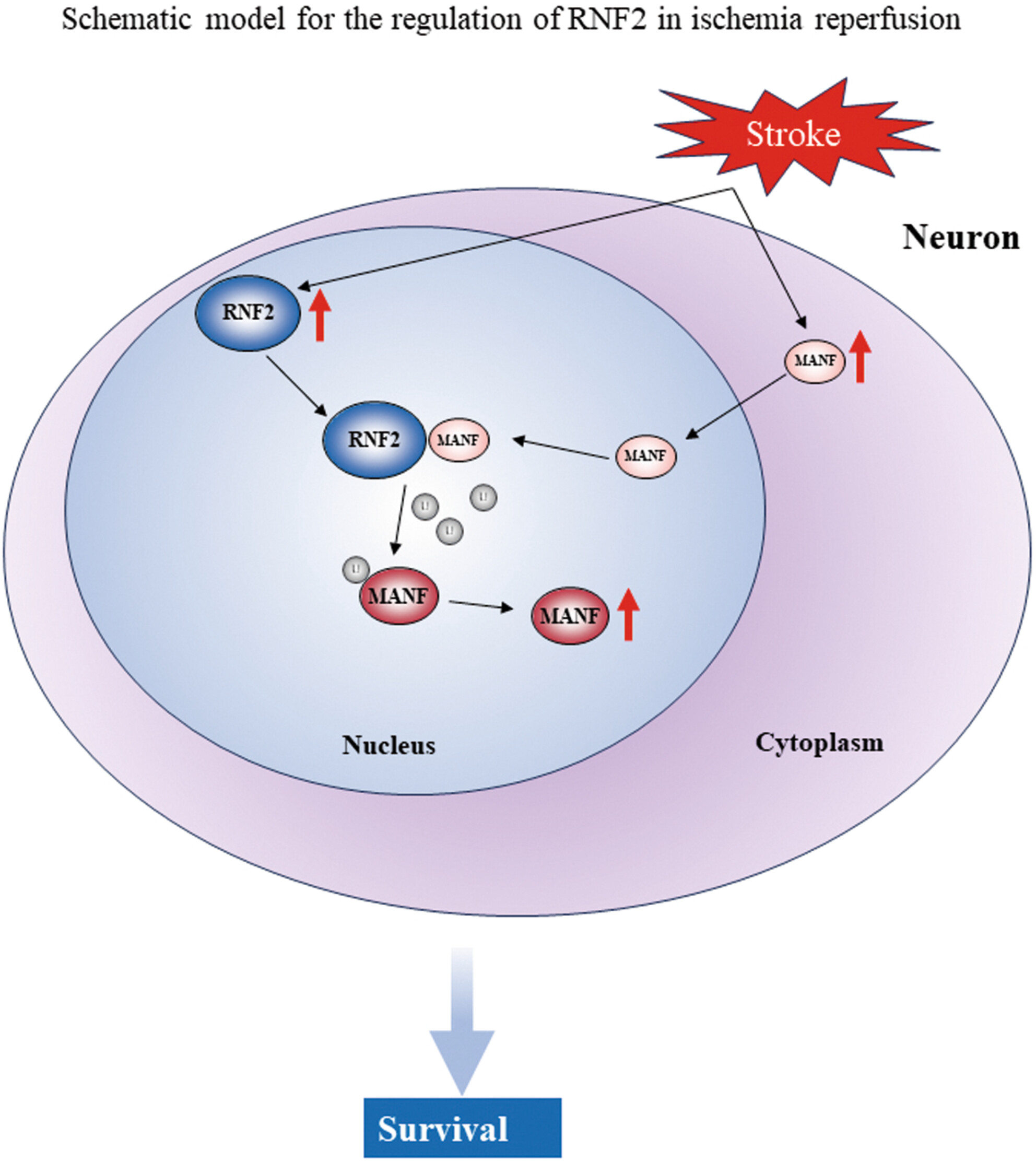 E3 Ubiquitin Ligase Ring Finger Protein 2 Alleviates Cerebral Ischemia–Reperfusion Injury by Stabilizing Mesencephalic Astrocyte-Derived Neurotrophic Factor Through Monoubiquitination