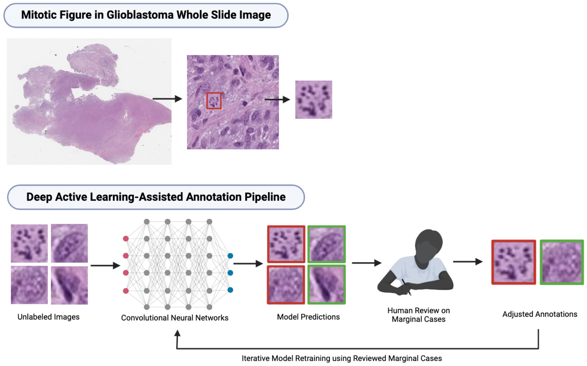 A deep active learning framework for mitotic figure detection with minimal manual annotation and labelling