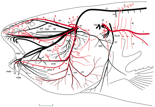 Details are in the caption following the image