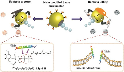 Dual-Propelled Lanbiotic Based Janus Micromotors for Selective Inactivation of Bacterial Biofilms