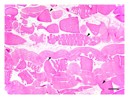 Details are in the caption following the image