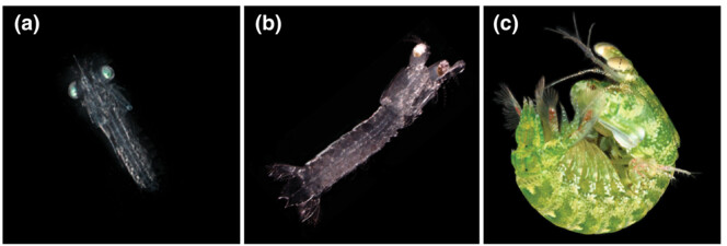 Increasing complexity of opsin expression across stomatopod development