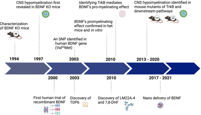 Thirty years of BDNF study in central myelination: From biology to therapy