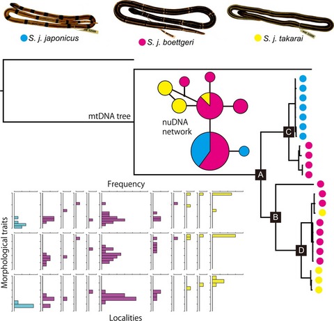 The evolutionary history and taxonomic reevaluation of the Japanese coral snake, Sinomicrurus japonicus (Serpentes, Elapidae), endemic to the Ryukyu Archipelago, Japan, by use of molecular and morphological analyses