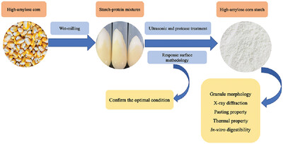 Effect of Simultaneous Ultrasonication and Protease Treatment on Wet Milling of High-Amylose Corn