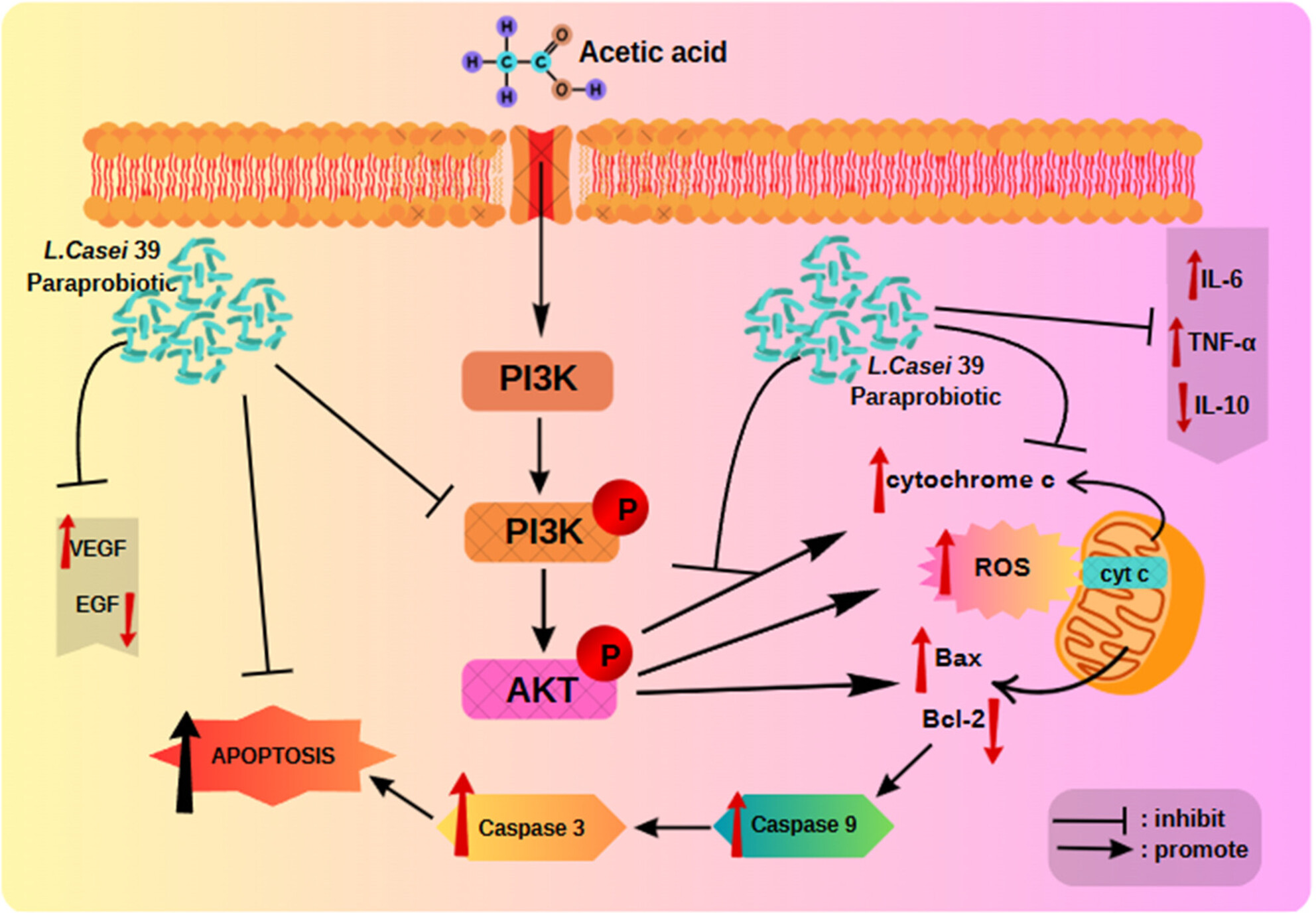 Evaluation of Lacticaseibacillus casei 39 Paraprobiotic in Modulating Inflammatory and Oxidative Pathways in Acetic Acid Induced Ulcerative Colitis
