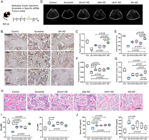Details are in the caption following the image Details are in the caption following the image