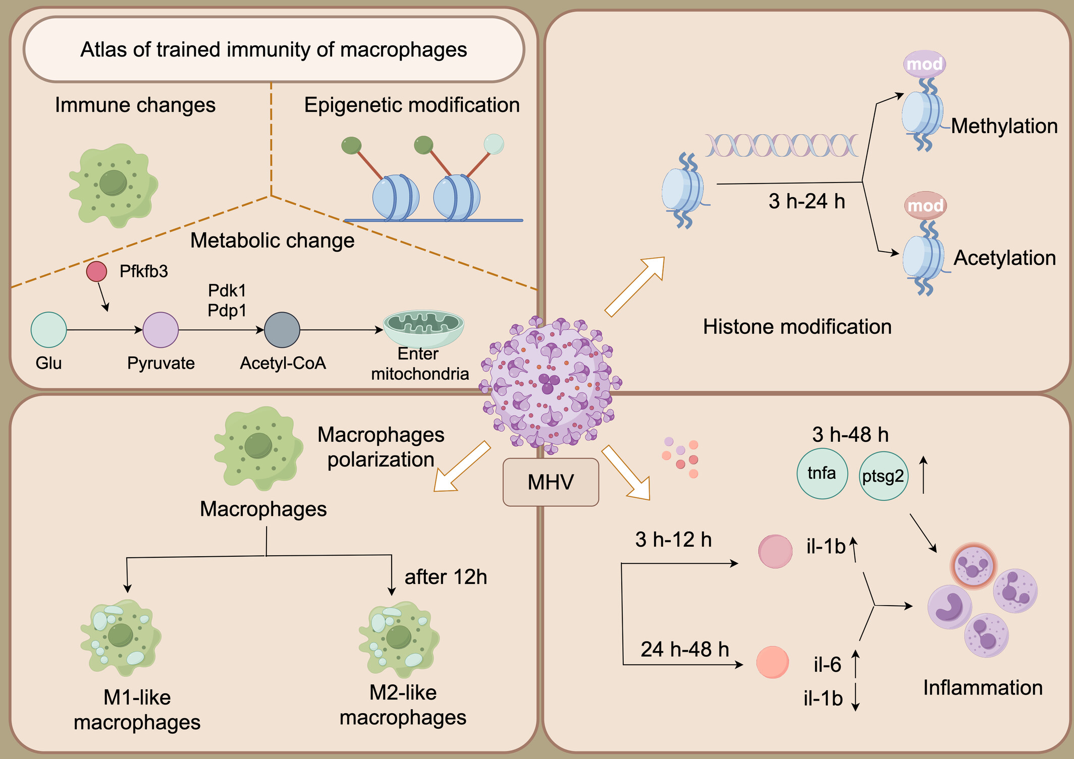 The transcriptome of MHV-infected RAW264.7 cells offers an alternative model for macrophage innate immunity research
