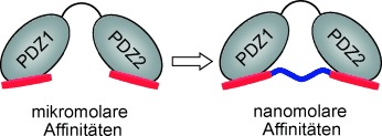 Design and Synthesis of Highly Potent and Plasma-Stable Dimeric Inhibitors of the PSD-95–NMDA Receptor Interaction