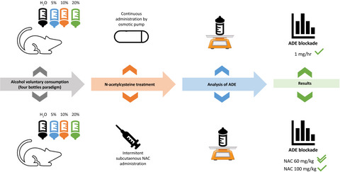 Efficacy of N-acetylcysteine in the prevention of alcohol relapse-like drinking: Study in long-term ethanol-experienced male rats