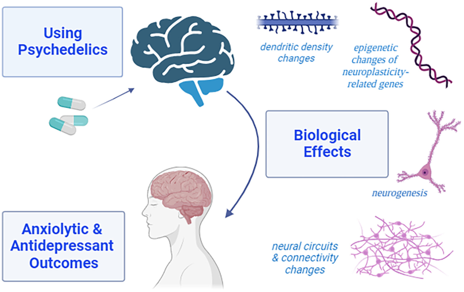 Psychedelic therapy in depression and substance use disorders