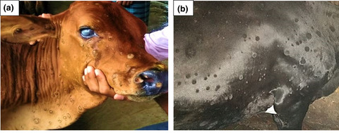 Lumpy skin disease outbreak in cattle population of Chattogram, Bangladesh
