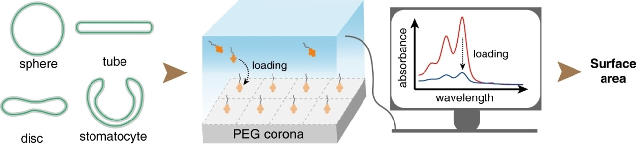 Surface-Area Determination of Anisotropic Polymersomes by Amphiphilic Molecular Probe Loading