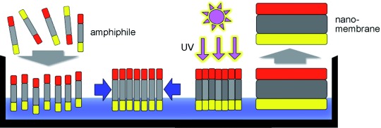 Converting Molecular Monolayers into Functional Membranes