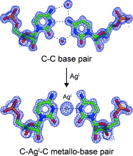 High-Resolution Crystal Structure of a Silver(I)–RNA Hybrid Duplex Containing Watson–Crick-like C<span class='icomoon'></span>Silver(I)<span class='icomoon'></span>C Metallo-Base Pairs