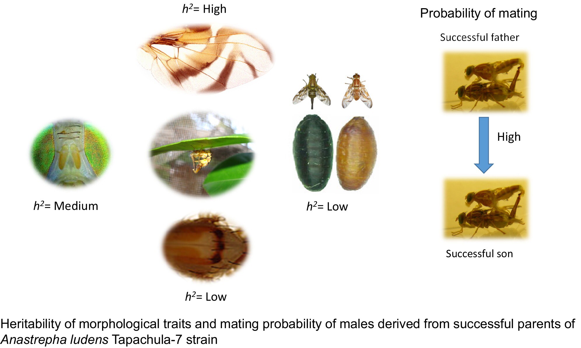 Heritability of morphological traits and mating probability of males derived from successful parents of the Anastrepha ludens Tapachula-7 strain