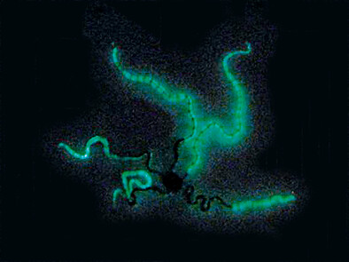 Biolumineszenz – Teil 2: Maritime Biolumineszenz
