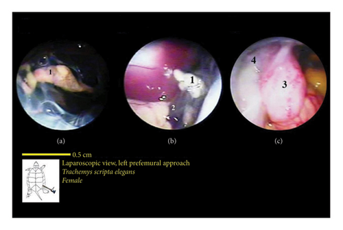 Details are in the caption following the image Details are in the caption following the image