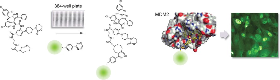 Bioorthogonal Probes for the Study of MDM2-p53 Inhibitors in Cells and Development of High-Content Screening Assays for Drug Discovery