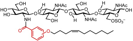 Simple Synthesis of Nodulation-Factor Analogues Exhibiting High Affinity towards a Specific Binding Protein