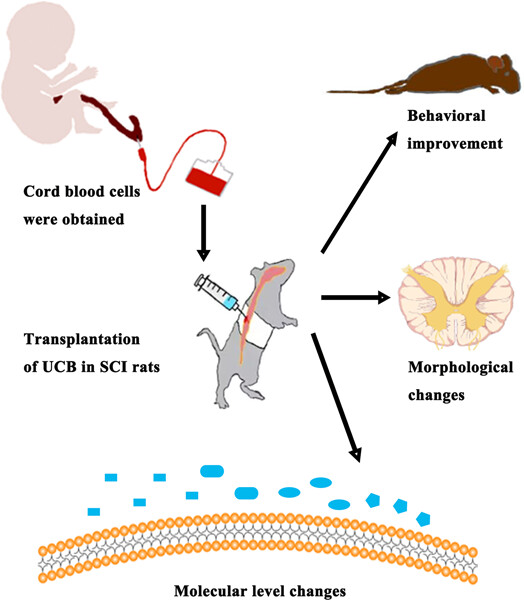 Therapeutic effect of umbilical cord blood cells on spinal cord injury