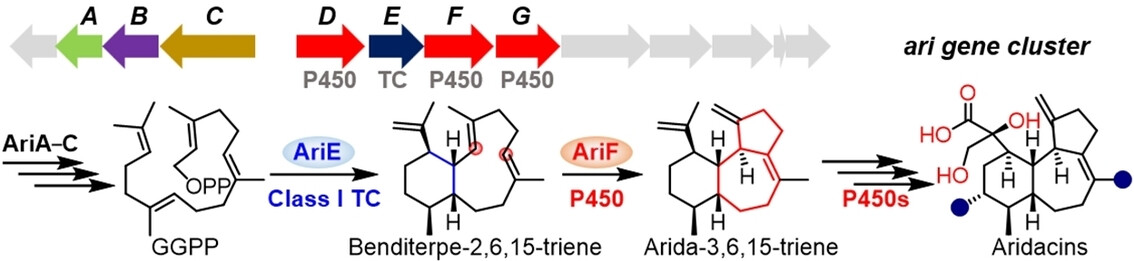 Cytochrome P450 Mediated Cyclization in Eunicellane Derived Diterpenoid Biosynthesis**