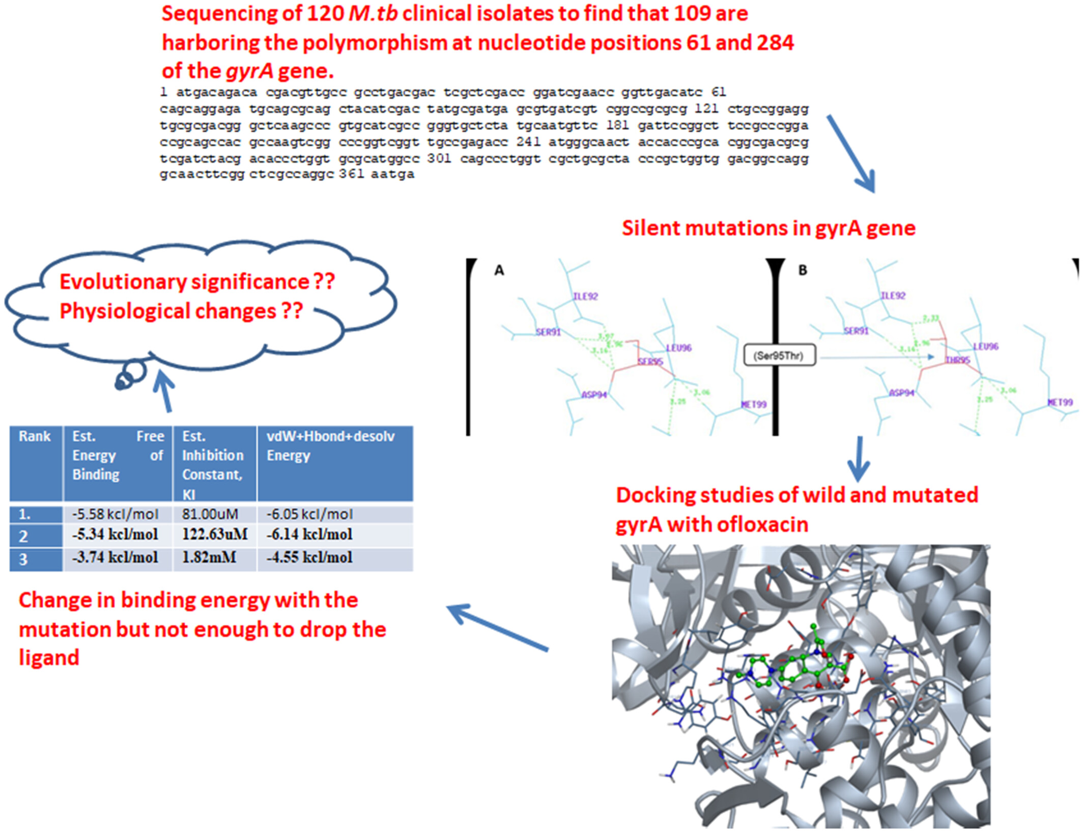 High frequency of silent mutations in gyrA gene of Mycobacterium tuberculosis in Indian isolates